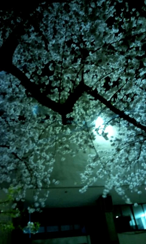 20110429.jpg