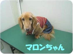 fmaron_convert_20091128144421.jpg