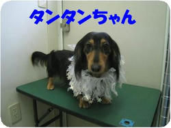 tantan_convert_20091128144535.jpg