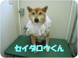 2119313b.jpeg