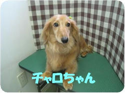 tyaro1_convert_20100312172034.jpg