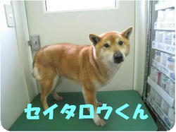 seitarou_convert_20100326181109.jpg