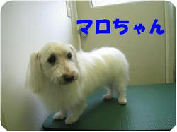 MARO_convert_20100412101215.jpg