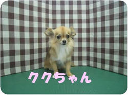 kuku2_convert_20100414155655.jpg