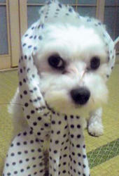 img009_convert_20100502181943.jpg