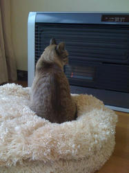 ume___convert_20100928175017.jpg