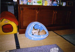 img018_convert_20101106151046.jpg