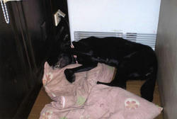 img019_convert_20101109165834.jpg