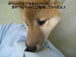 IMG_6815_convert_20110203141426.jpg