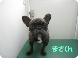 MASA_convert_20110401173105.jpg