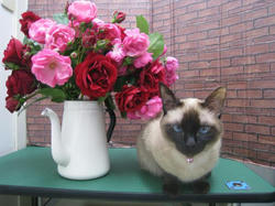 IMG_8448_convert_20110707105543.jpg