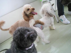 IMG_8272_convert_20110708165059.jpg