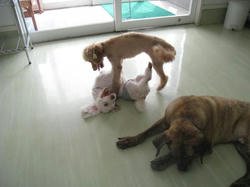 IMG_8279_convert_20110708165734.jpg