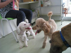 IMG_8284_convert_20110708165817.jpg