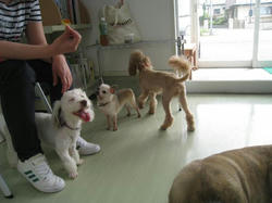IMG_8287_convert_20110708165844.jpg