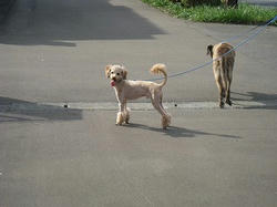 s-IMG_9065.jpg