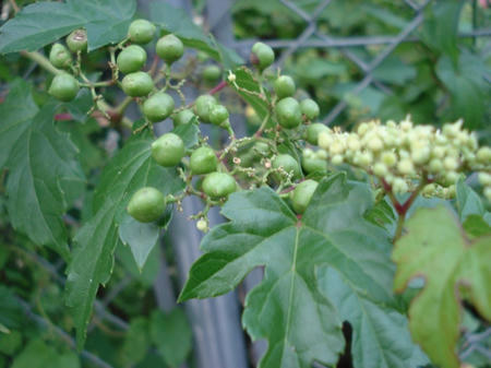 FI2625165_4E.jpg