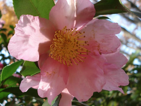 山茶花