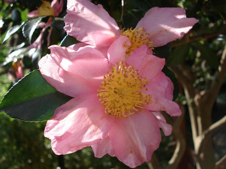 山茶花