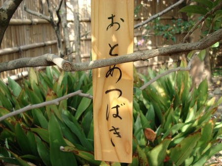 乙女椿.jpg