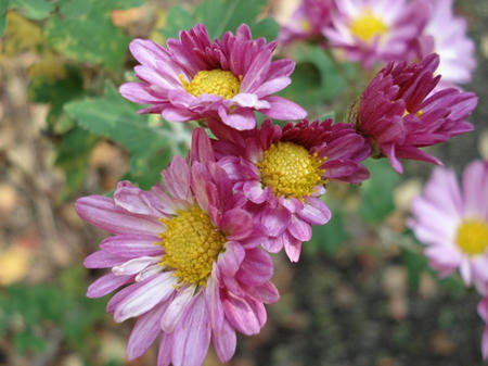 スプレー菊・小菊.jpg