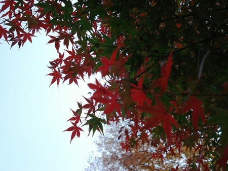 紅葉.jpg