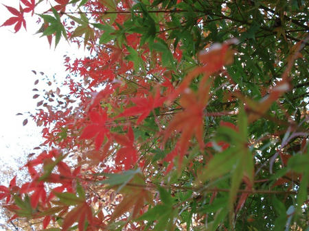 紅葉.jpg