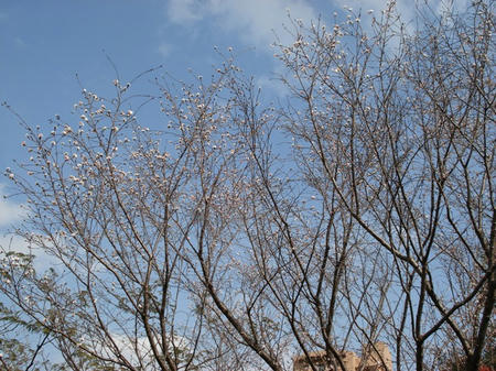 子福桜.jpg