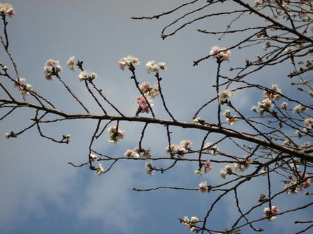 子福桜.jpg