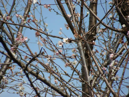 子福桜.jpg