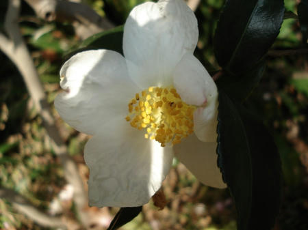 山茶花.jpg