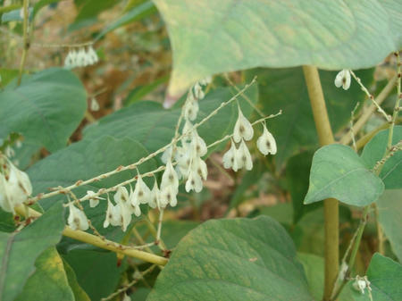 虎杖（イタドリ）.jpg