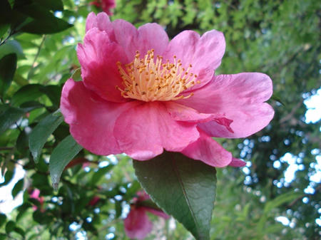 山茶花.jpg