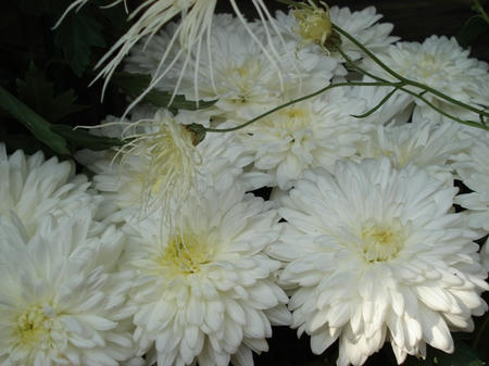 菊.jpg