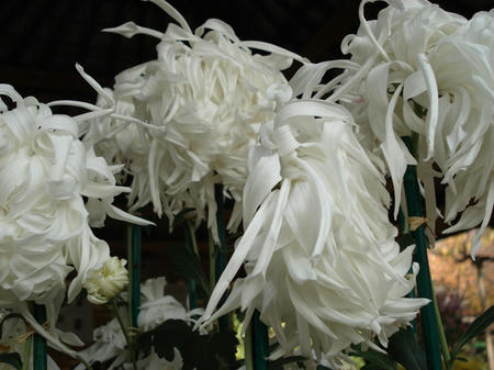 菊.jpg