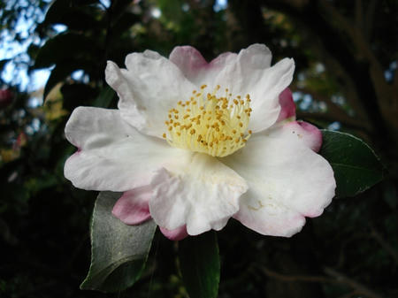 山茶花.jpg