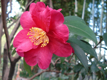 山茶花.jpg