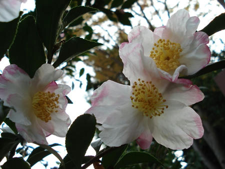 山茶花.jpg
