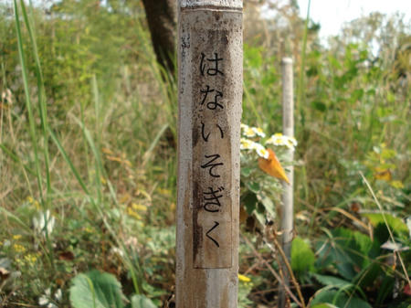 花磯菊.jpg