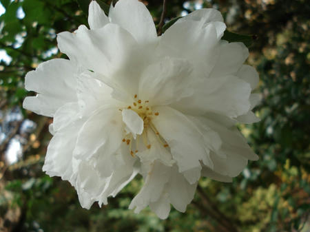山茶花.jpg