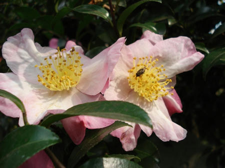山茶花.jpg