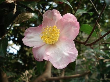 山茶花.jpg