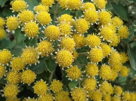花磯菊.jpg