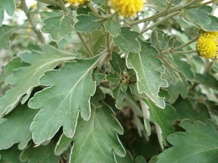 花磯菊.jpg