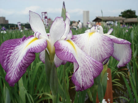 花菖蒲　山路錦.jpg