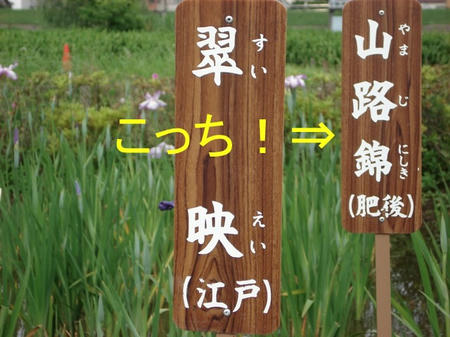 花菖蒲　山路錦.jpg