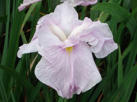 花菖蒲　野辺の桜.jpg
