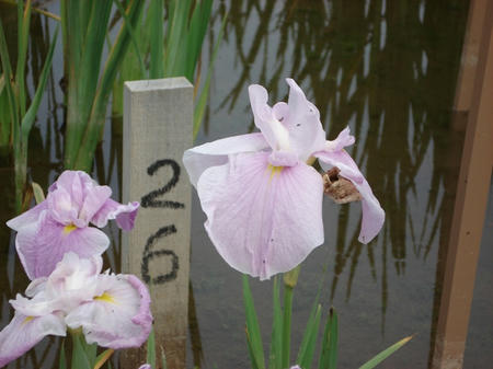 花菖蒲　野辺の桜.jpg