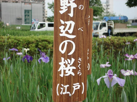 花菖蒲　野辺の桜.jpg
