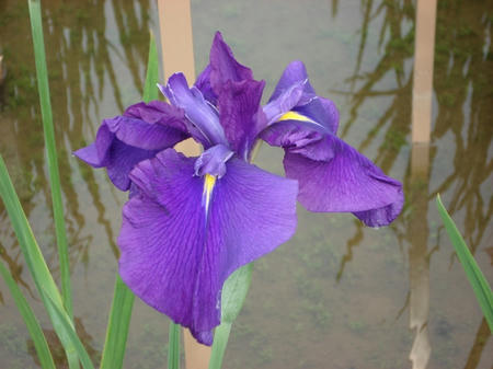 花菖蒲　栄紫.jpg